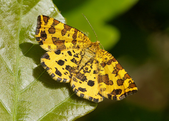 70.229 BF1909 Speckled Yellow Pseudopanthera macularia