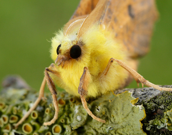 70.234 BF1913 Canary-shouldered Thorn Ennomos alniaria