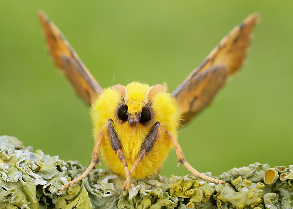 70.234 BF1913 Canary-shouldered Thorn Ennomos alniaria