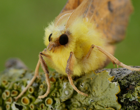 70.234 BF1913 Canary-shouldered Thorn Ennomos alniaria