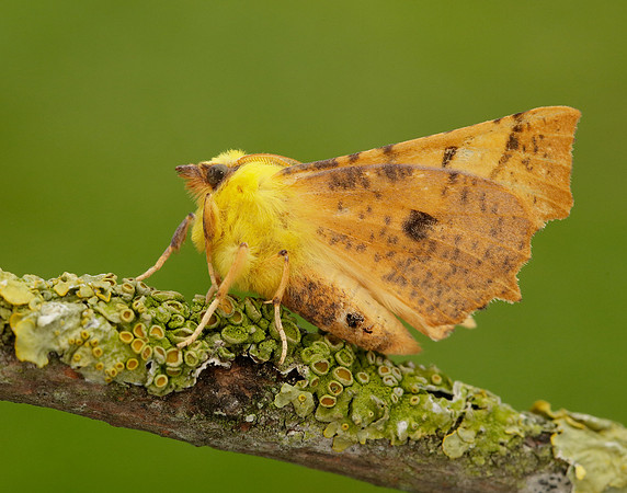 70.234 BF1913 Canary-shouldered Thorn Ennomos alniaria