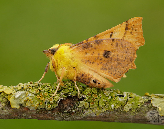 70.234 BF1913 Canary-shouldered Thorn Ennomos alniaria