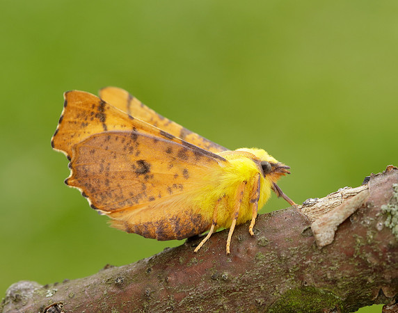 70.234 BF1913 Canary-shouldered Thorn Ennomos alniaria