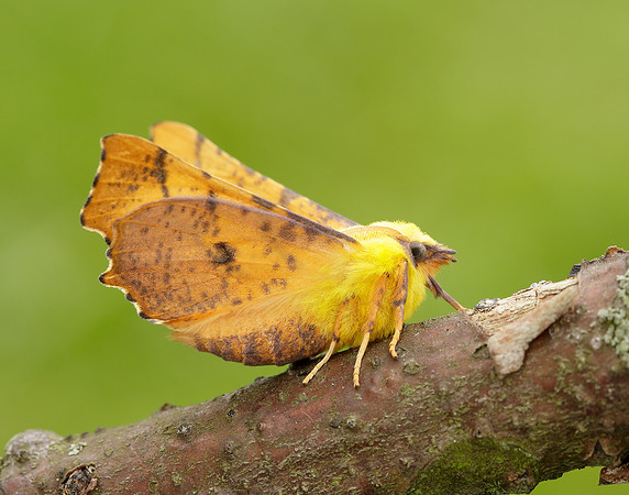 70.234 BF1913 Canary-shouldered Thorn Ennomos alniaria