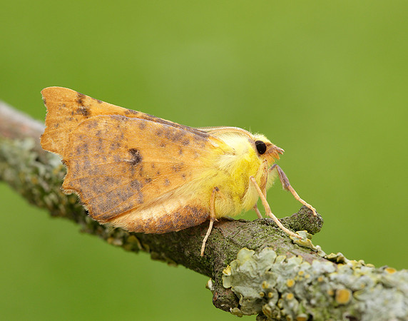 70.234 BF1913 Canary-shouldered Thorn Ennomos alniaria