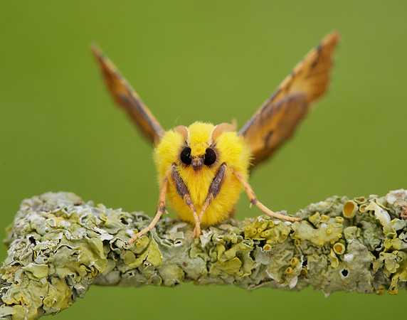 70.234 BF1913 Canary-shouldered Thorn Ennomos alniaria