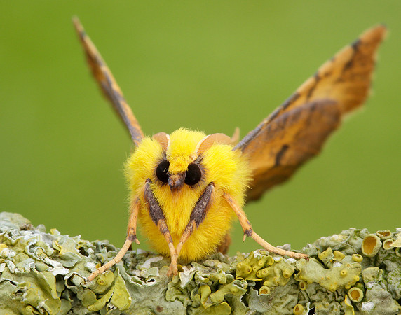 70.234 BF1913 Canary-shouldered Thorn Ennomos alniaria