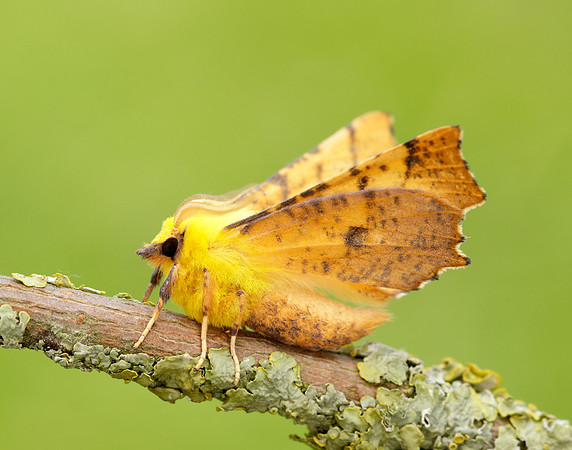 70.234 BF1913 Canary-shouldered Thorn Ennomos alniaria