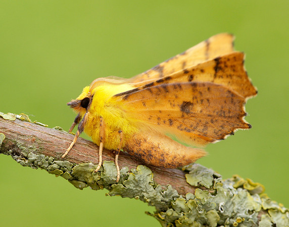 70.234 BF1913 Canary-shouldered Thorn Ennomos alniaria