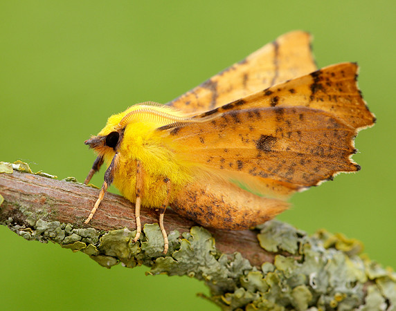 70.234 BF1913 Canary-shouldered Thorn Ennomos alniaria