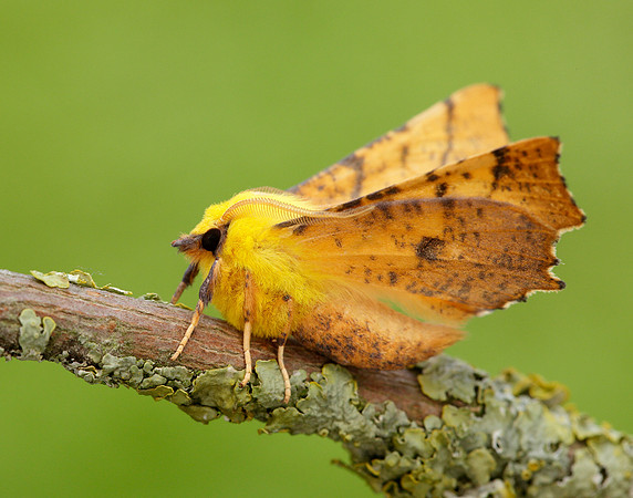 70.234 BF1913 Canary-shouldered Thorn Ennomos alniaria