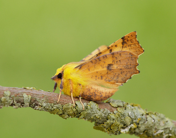 70.234 BF1913 Canary-shouldered Thorn Ennomos alniaria