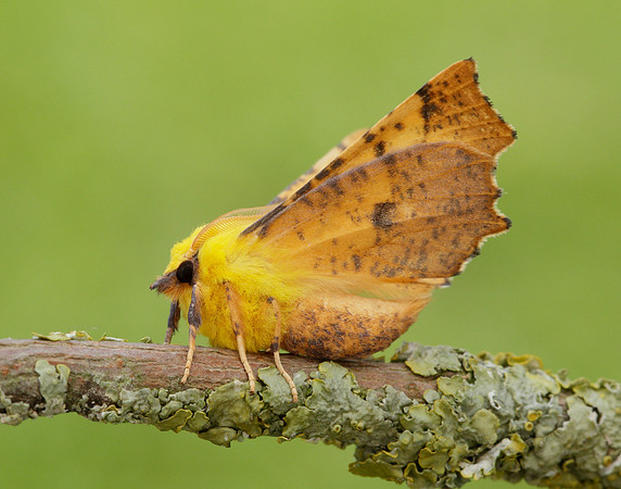 70.234 BF1913 Canary-shouldered Thorn Ennomos alniaria