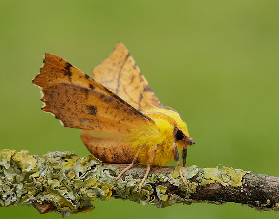 70.234 BF1913 Canary-shouldered Thorn Ennomos alniaria