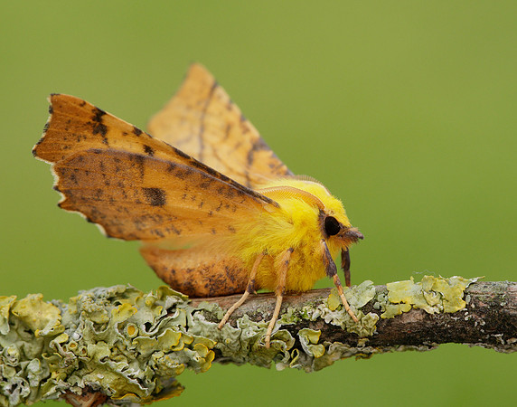 70.234 BF1913 Canary-shouldered Thorn Ennomos alniaria