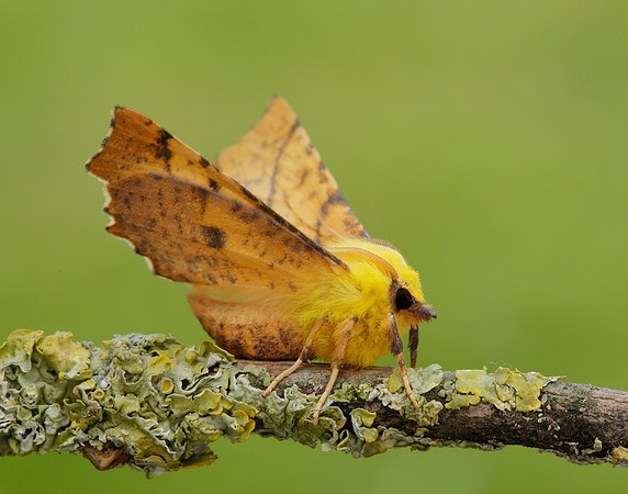 70.234 BF1913 Canary-shouldered Thorn Ennomos alniaria
