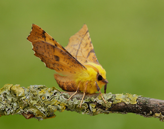 70.234 BF1913 Canary-shouldered Thorn Ennomos alniaria