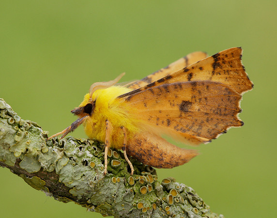 70.234 BF1913 Canary-shouldered Thorn Ennomos alniaria