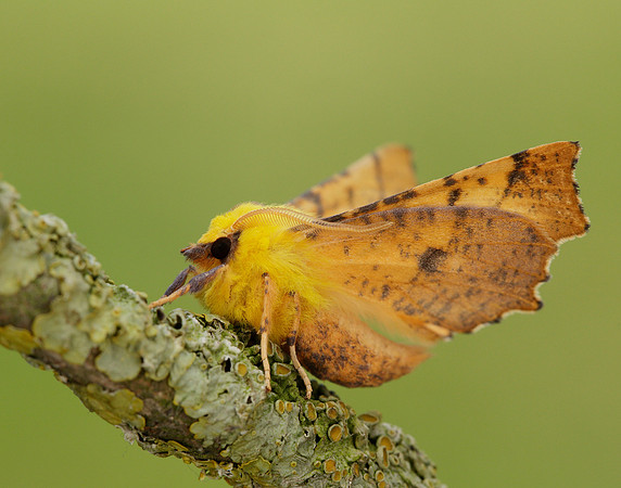 70.234 BF1913 Canary-shouldered Thorn Ennomos alniaria