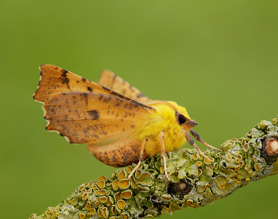 70.234 BF1913 Canary-shouldered Thorn Ennomos alniaria
