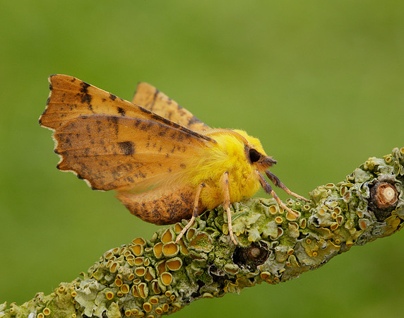 70.234 BF1913 Canary-shouldered Thorn Ennomos alniaria