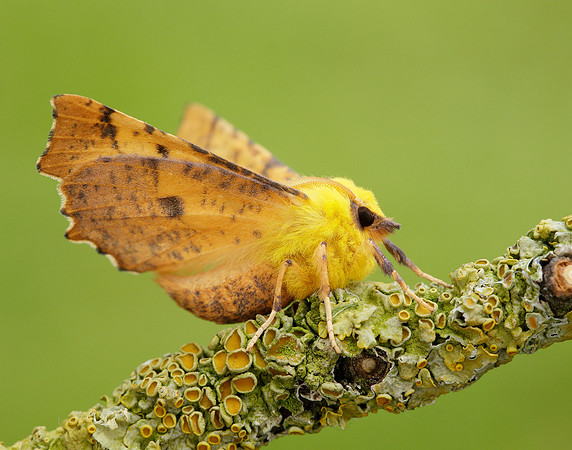 70.234 BF1913 Canary-shouldered Thorn Ennomos alniaria