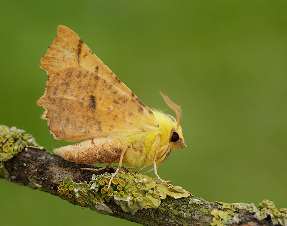 70.234 BF1913 Canary-shouldered Thorn Ennomos alniaria