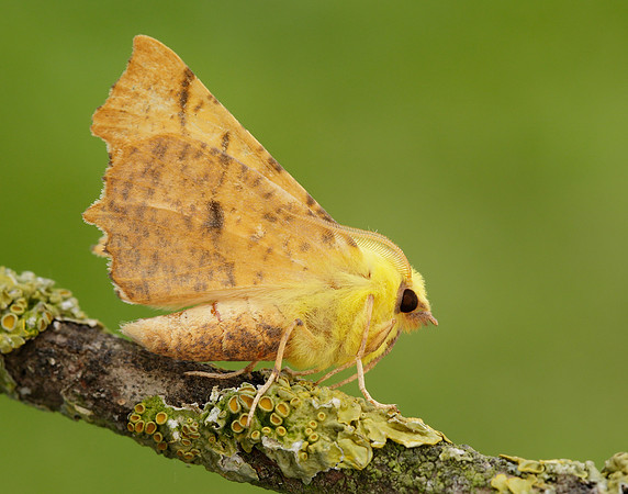 70.234 BF1913 Canary-shouldered Thorn Ennomos alniaria