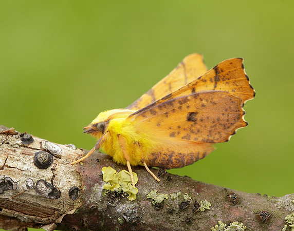 70.234 BF1913 Canary-shouldered Thorn Ennomos alniaria
