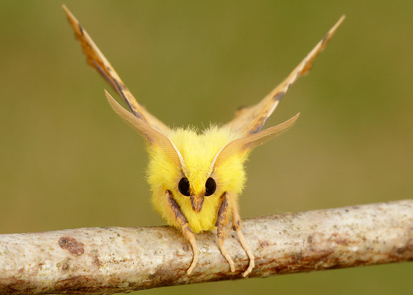 70.234 BF1913 Canary-shouldered Thorn Ennomos alniaria