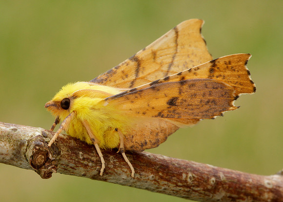 70.234 BF1913 Canary-shouldered Thorn Ennomos alniaria