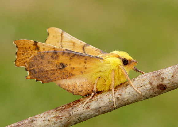 70.234 BF1913 Canary-shouldered Thorn Ennomos alniaria