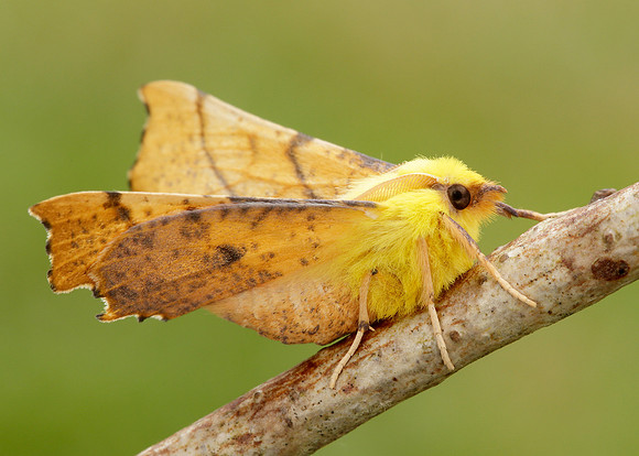 70.234 BF1913 Canary-shouldered Thorn Ennomos alniaria
