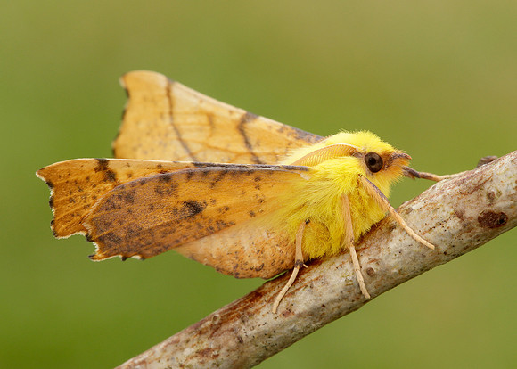 70.234 BF1913 Canary-shouldered Thorn Ennomos alniaria