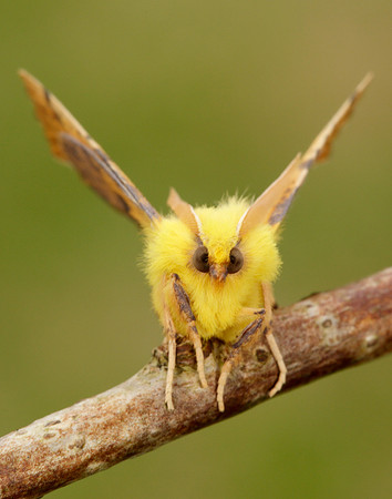 70.234 BF1913 Canary-shouldered Thorn Ennomos alniaria