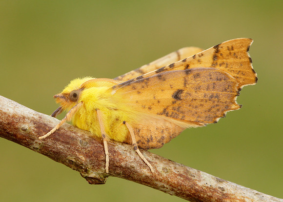 70.234 BF1913 Canary-shouldered Thorn Ennomos alniaria