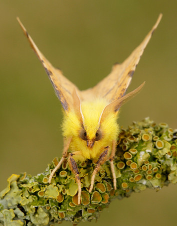 70.234 BF1913 Canary-shouldered Thorn Ennomos alniaria
