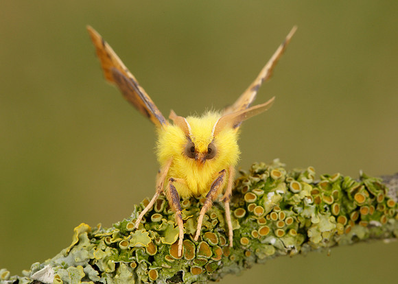 70.234 BF1913 Canary-shouldered Thorn Ennomos alniaria
