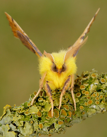 70.234 BF1913 Canary-shouldered Thorn Ennomos alniaria