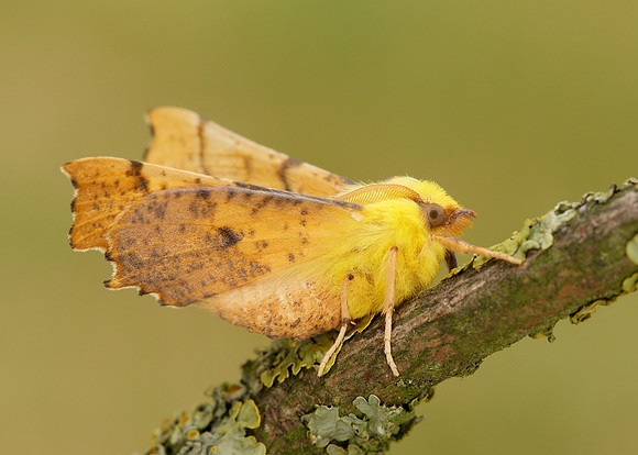 70.234 BF1913 Canary-shouldered Thorn Ennomos alniaria