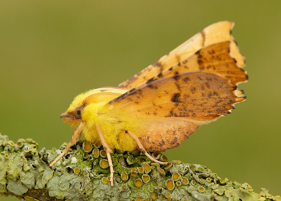 70.234 BF1913 Canary-shouldered Thorn Ennomos alniaria