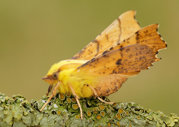 70.234 BF1913 Canary-shouldered Thorn Ennomos alniaria