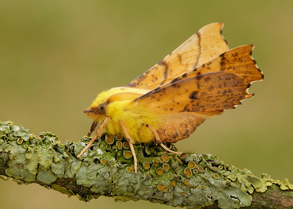 70.234 BF1913 Canary-shouldered Thorn Ennomos alniaria