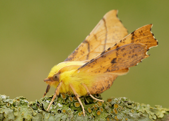 70.234 BF1913 Canary-shouldered Thorn Ennomos alniaria