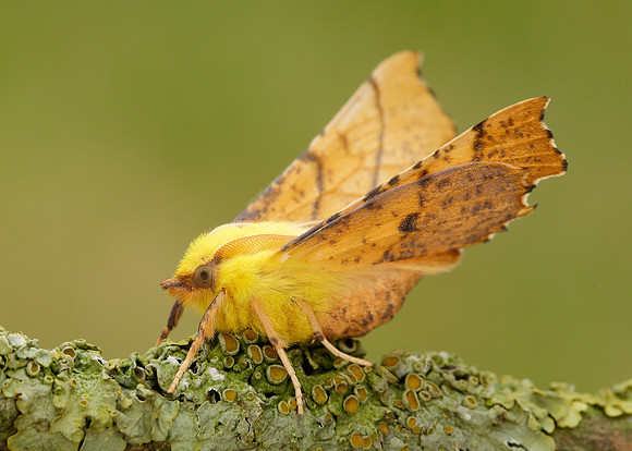70.234 BF1913 Canary-shouldered Thorn Ennomos alniaria