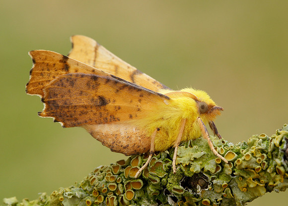 70.234 BF1913 Canary-shouldered Thorn Ennomos alniaria