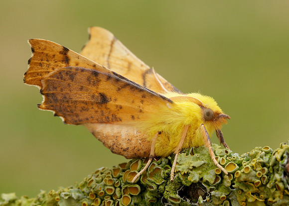 70.234 BF1913 Canary-shouldered Thorn Ennomos alniaria
