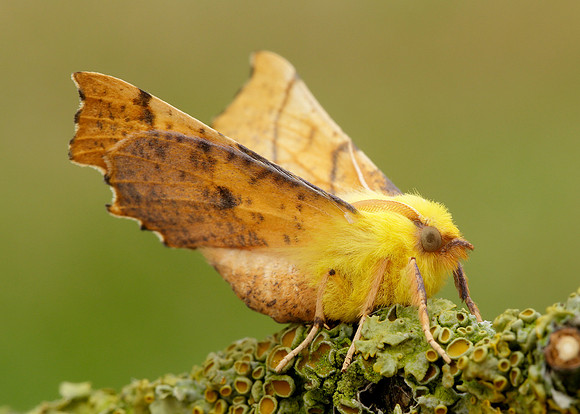 70.234 BF1913 Canary-shouldered Thorn Ennomos alniaria