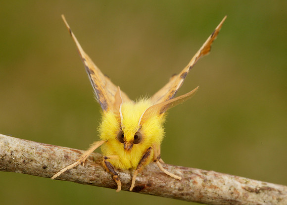 70.234 BF1913 Canary-shouldered Thorn Ennomos alniaria