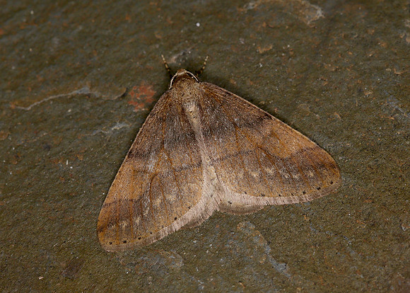 70.255 BF1934 Dotted Border Agriopis marginaria